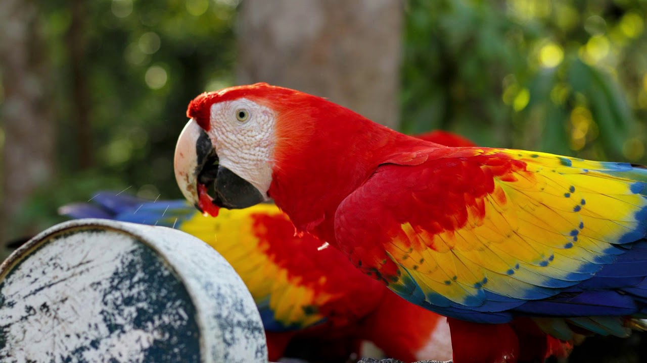 Ýaşap duran haýwanlar